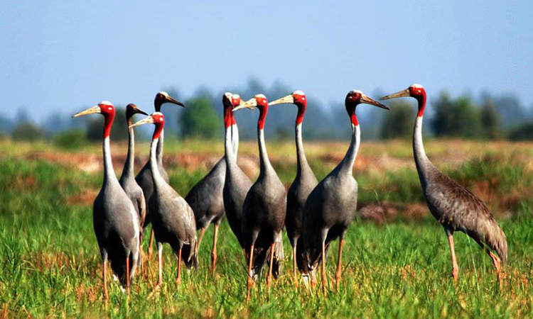 A flock of cranes in wetland grassland